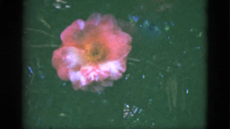 A pink blossom appears in clearer focus against green Florida foliage, with small bright gaps and 8mm film texture visible.