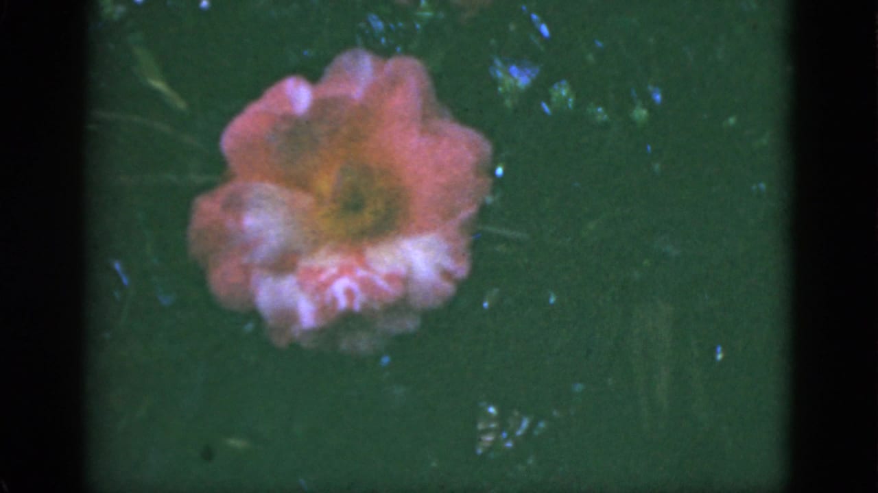 1951 Florida 8mm frame showing a soft pink flower with a yellow center set against green foliage, with visible film grain and edge borders.