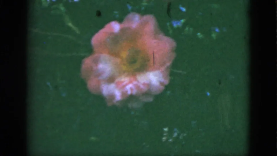 1951 Florida 8mm frame with a pink flower near the top center, softened by handheld focus, grain, and slight color fading.