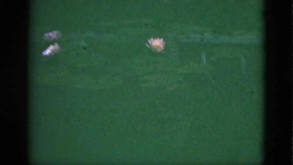 1951 Florida 8mm frame widening from the pink flower to show small pale blossoms scattered in green grass below.