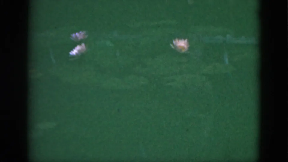1951 Florida 8mm frame showing the pink bloom receding above two small pale flowers in green grass, with vintage film texture visible.