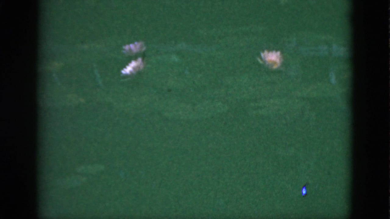 1951 Florida 8mm frame showing green pond water and small pink lotus blossoms, with dark film gate edges and soft focus.