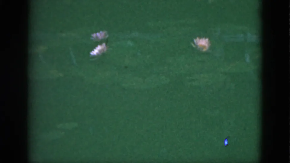 1951 Florida 8mm frame showing green pond water and small pink lotus blossoms, with dark film gate edges and soft focus.