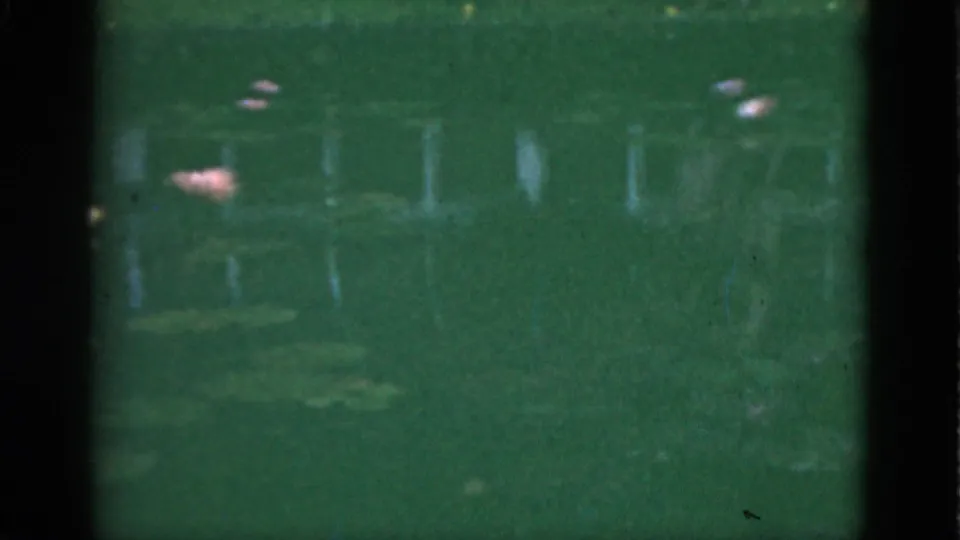 1951 Florida home-movie frame with green water, faint vertical reflections, and scattered pink lotus blossoms near the upper pond surface.