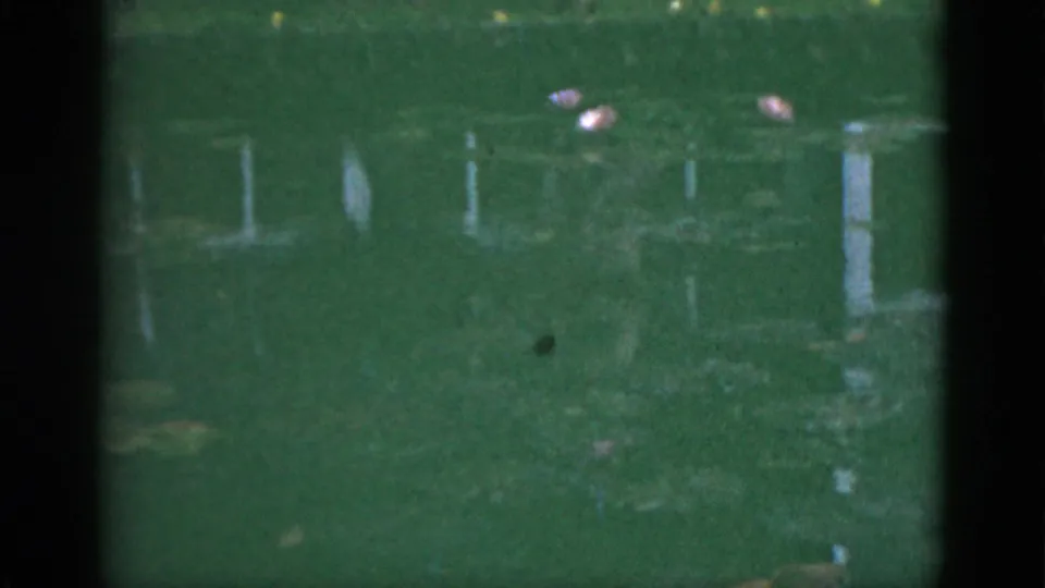 1951 Florida 8mm frame showing a muted pond view with small lotus blossoms, faint reflections, and soft home-movie focus.