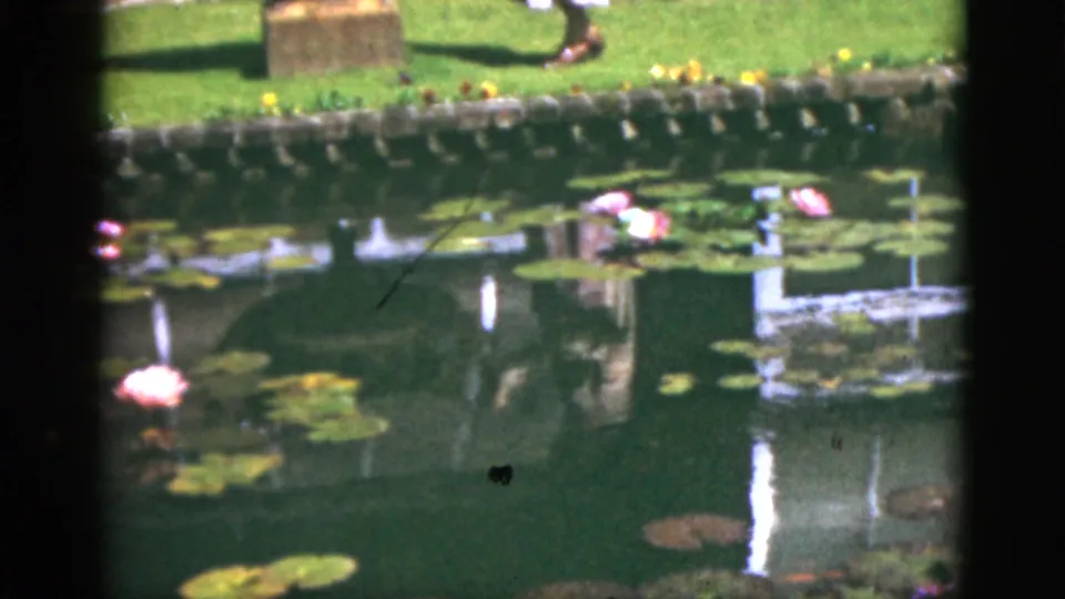 1951 Florida 8mm frame showing lily pads and pink lotus blossoms beside a stone pond edge, with grass and a passerby's lower legs behind it.