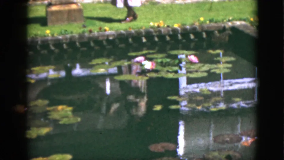 1951 Florida 8mm frame of a sunlit garden pond with lily pads, pink water lilies, stone edging, lawn, and a partly seen passerby.