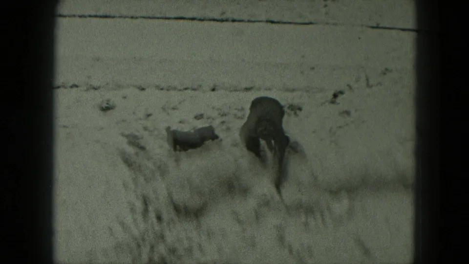 A bundled person bends down in a snowy yard with a small dog close by in 1951 West Germany footage.