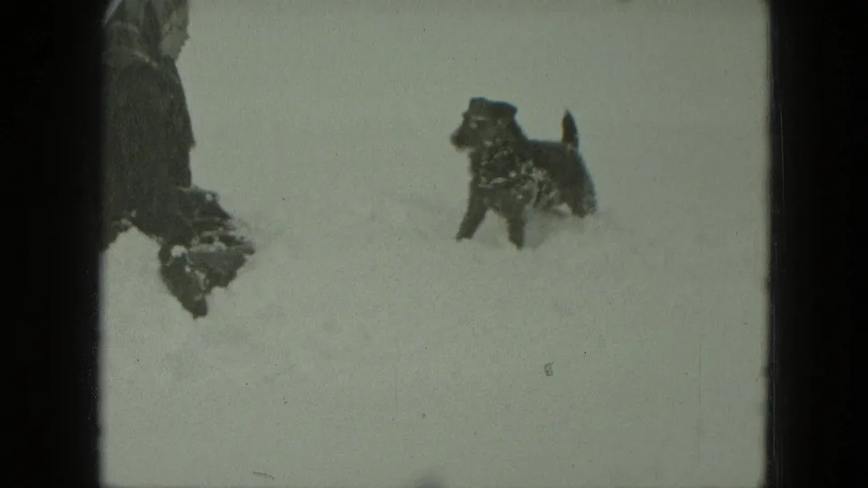 A small dog bounds through deep snow while the woman remains partly visible at the edge of the 1951 Germany frame.