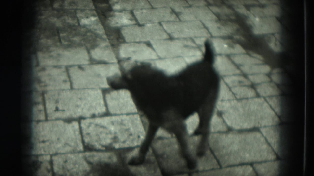 Black dog walking across a stone pathway with dark film-frame edges.