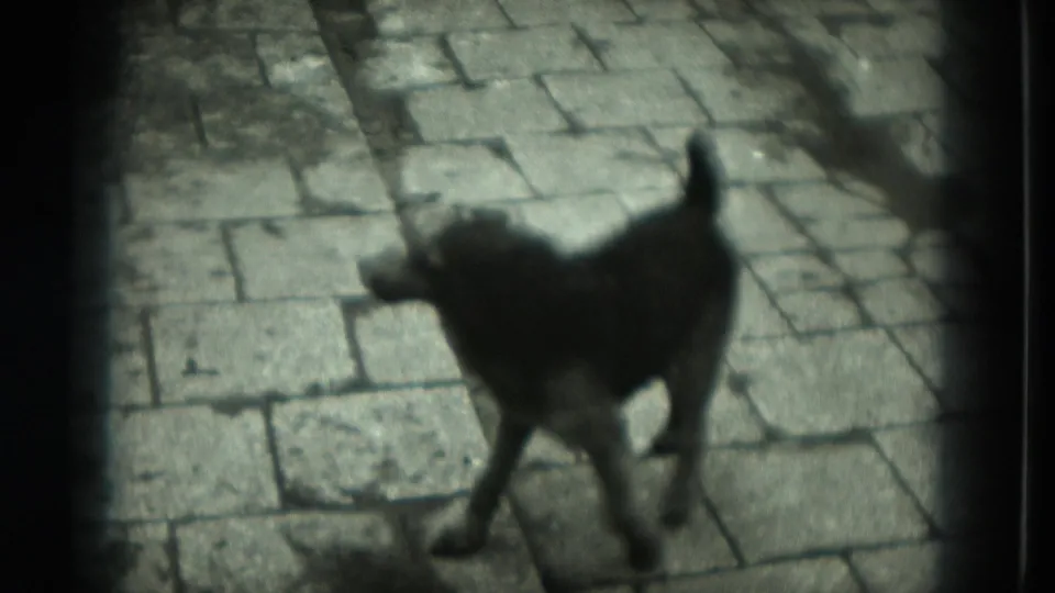 Black dog moves across a stone garden path in 1951 Germany home-movie footage, seen through soft 8mm framing.