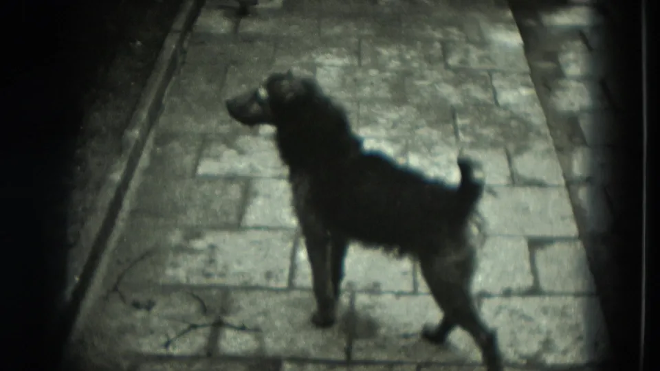 Black dog stands alert on a stone pathway in the West Germany home-movie scene, with its head turned toward something off frame.
