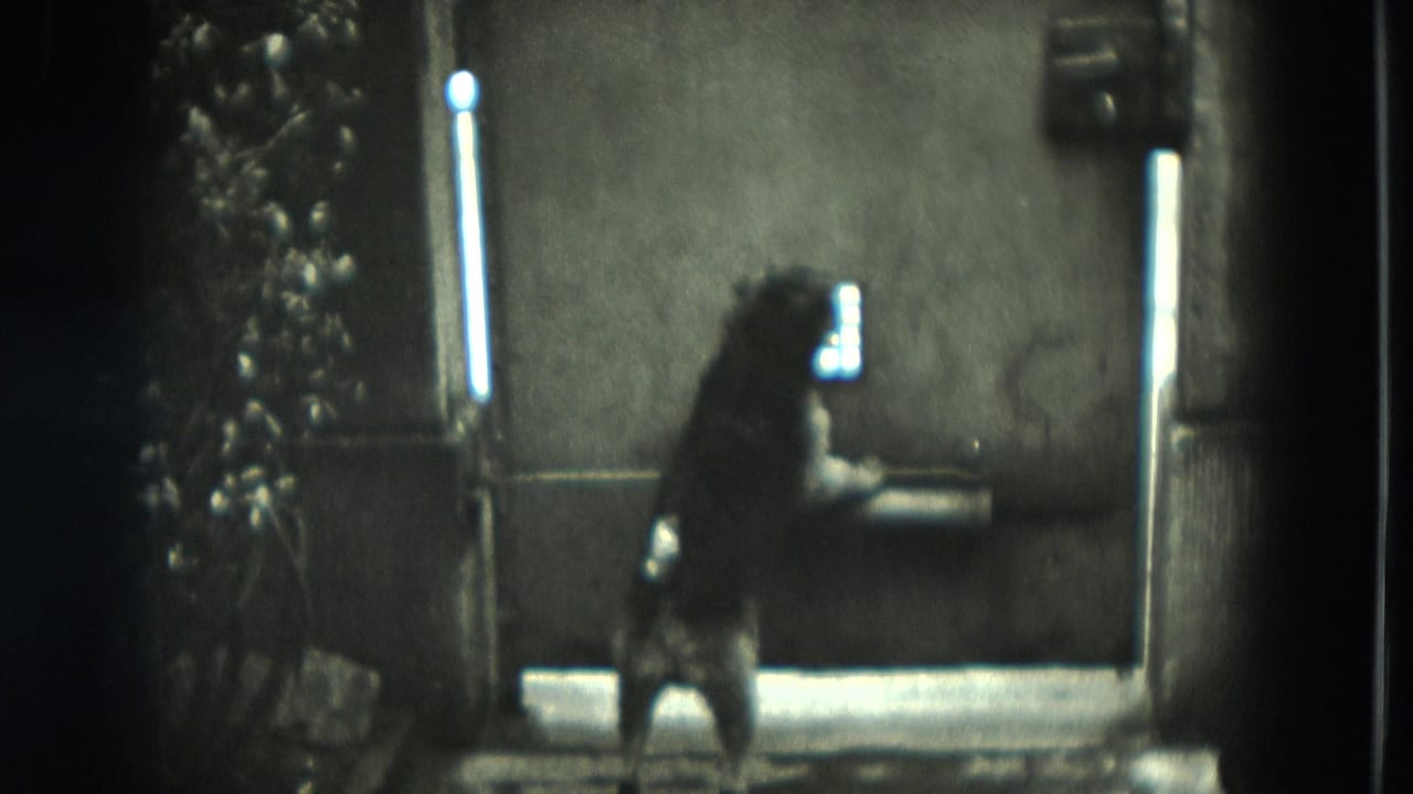 Small dog standing at a window or door in a dim interior.