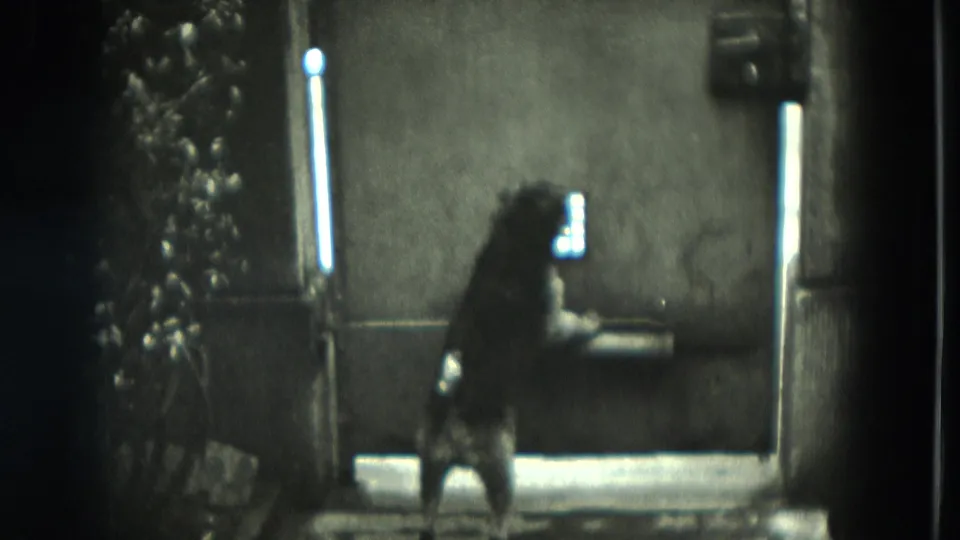 A small dog stands on its hind legs near a window or door in grainy 1951 8mm home-movie footage from Germany.