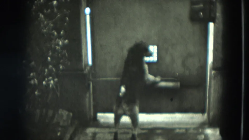 The dog remains upright near the window or door, framed by dim interior light and visible 8mm grain.