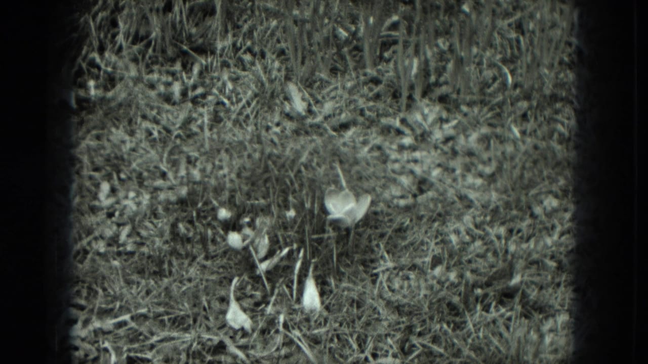 1951 West Germany 8mm frame of dry overgrown ground with sparse weeds, debris, and small pale flowers.