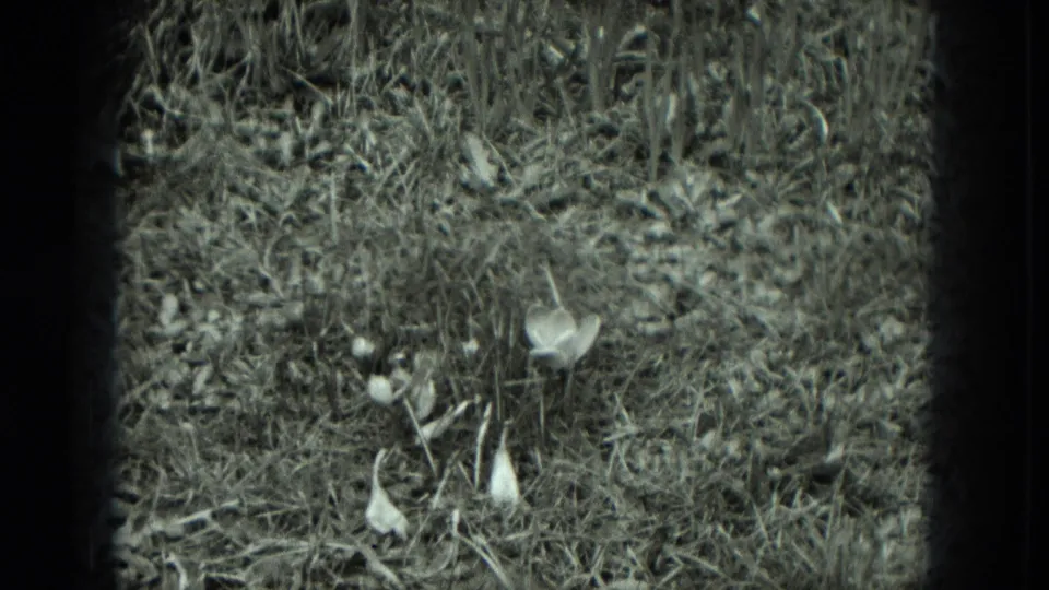 1951 West Germany 8mm frame of dry overgrown ground with sparse weeds, debris, and small pale flowers.