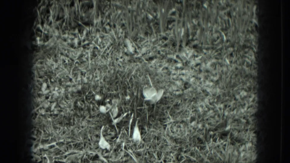 1951 West Germany 8mm frame showing a barren patch of grass and weeds with debris and a single pale flower near the foreground.