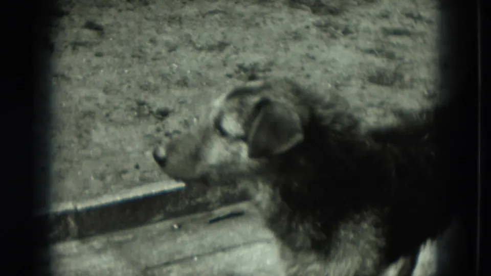 1951 West Germany 8mm frame showing a shaggy stray dog on rough ground, viewed in profile with its head turned left.