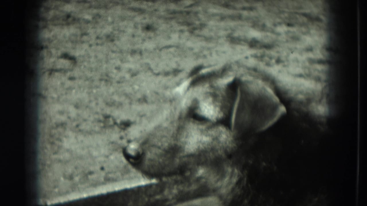 Scruffy dog in a dirt enclosure, seen in profile in 1951 Germany home-movie footage.