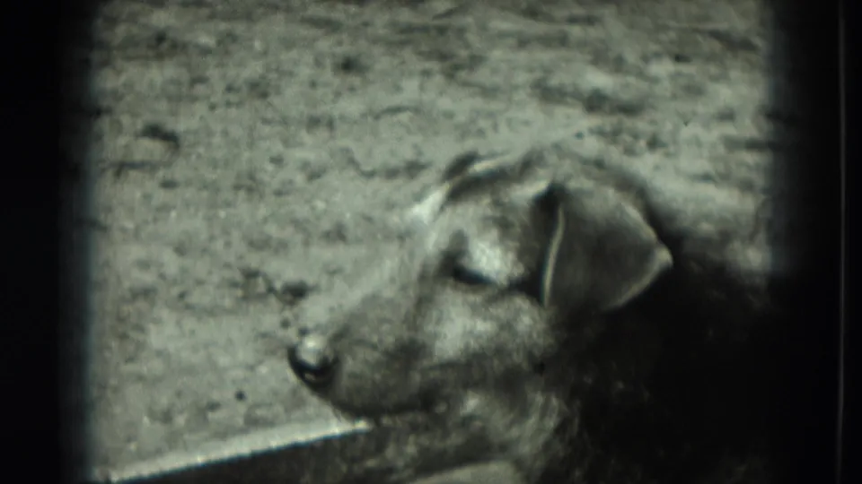Scruffy dog in a dirt enclosure, seen in profile in 1951 Germany home-movie footage.
