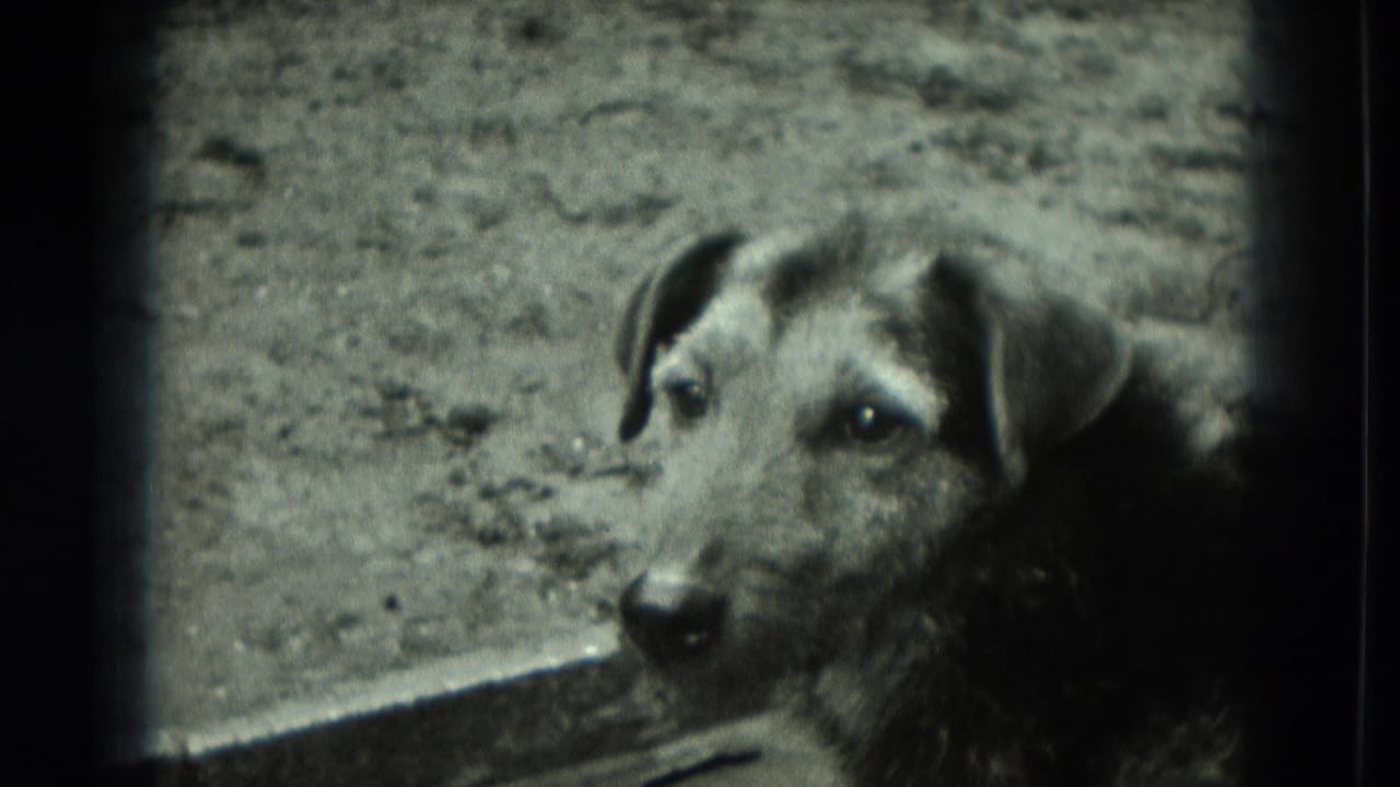 Dog faces toward the camera from a dirt enclosure.