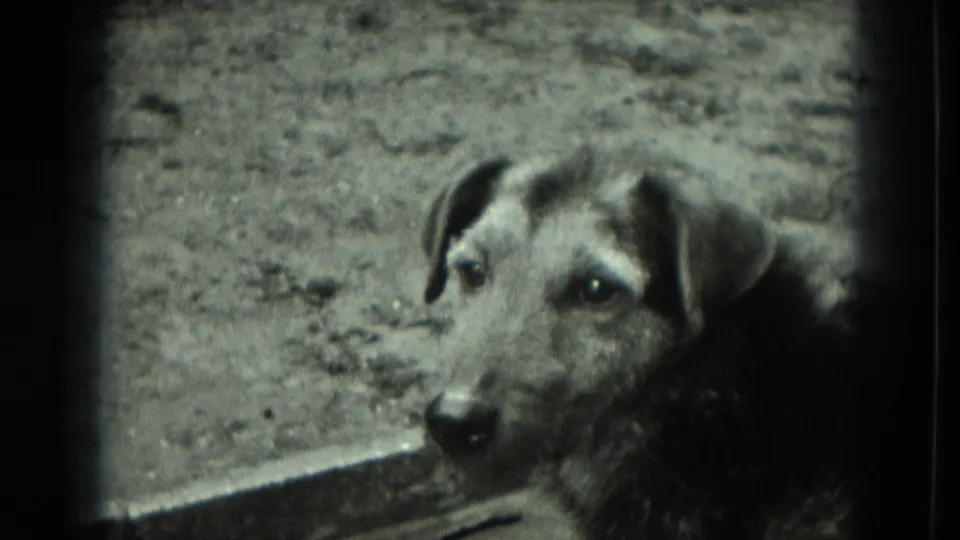 Dog looking toward the camera from a rough dirt enclosure in 1951 Germany footage.