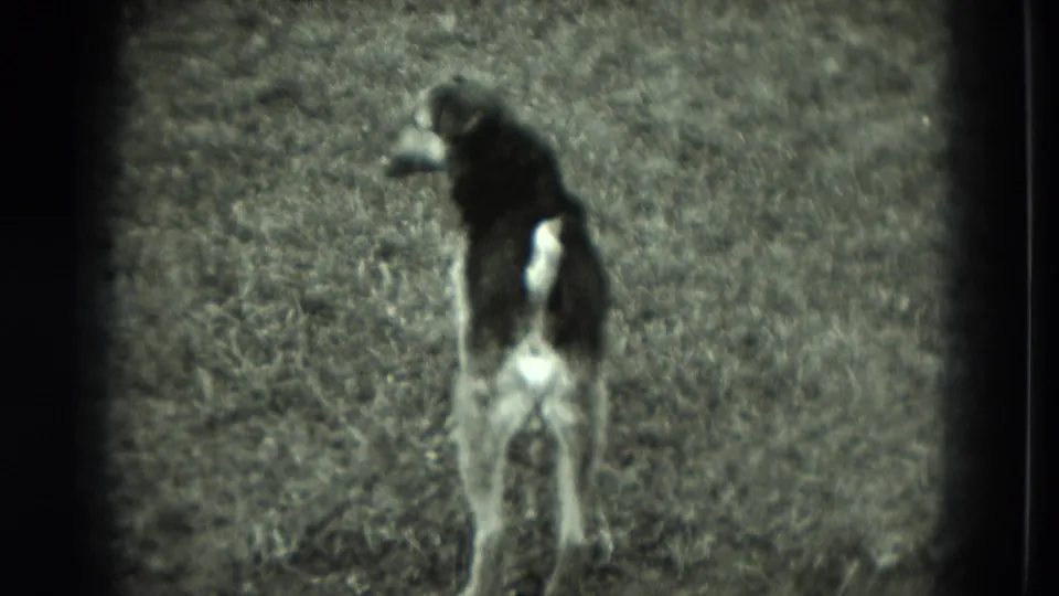 Black-and-white 8mm frame of a dog on a lawn in Germany, standing with its back partly turned to the camera.