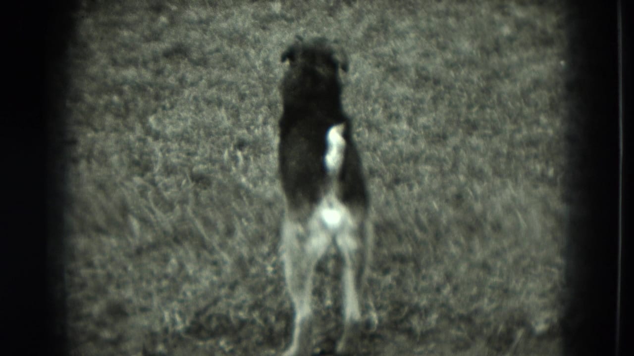 Black-and-white dog standing on grass, seen from behind in soft 8mm footage.
