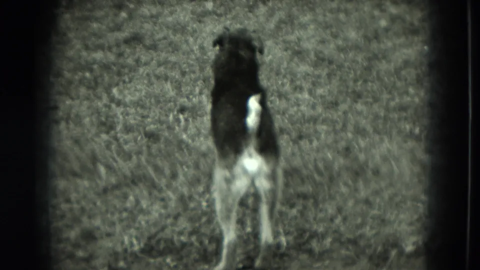 A black-and-white dog stands on a grassy yard in 1951 home-movie footage from Germany, filmed with soft focus and dark frame edges.