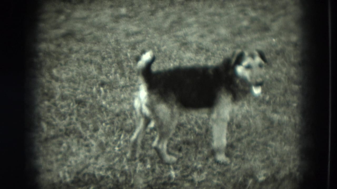 Black-and-white dog turned sideways on a grassy yard.