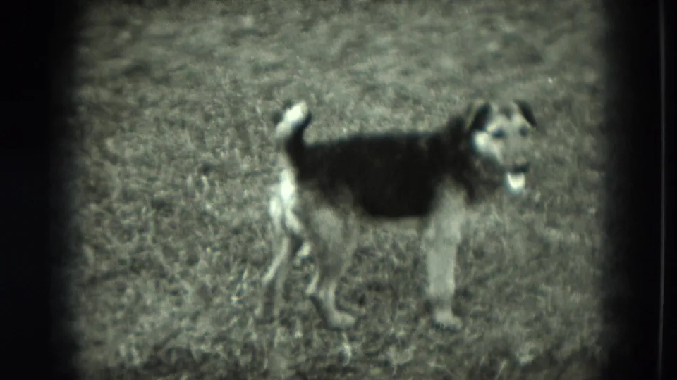 The dog stands in profile on grass, with its tail raised, in soft 8mm footage associated with a West German home movie.
