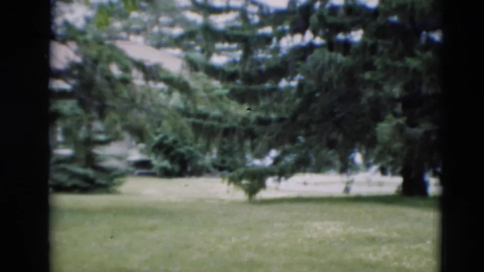 1951 Paducah yard view emphasizing evergreen branches, lawn, and a partially obscured house in the background.