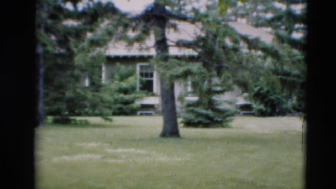 Green lawn with evergreens and a pale house partly hidden behind trees.