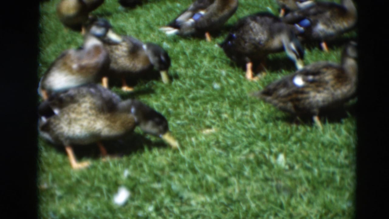 Brown ducks peck through grass in 1951 home-movie footage from Paducah, Kentucky, with soft color and dark film edges.