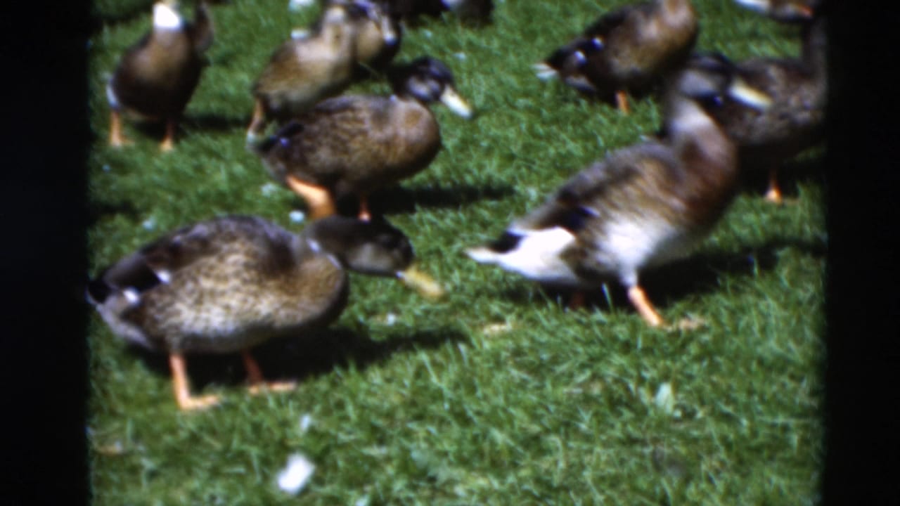 Several ducks stand and forage on a grassy lawn, with one duck partly blurred at right.