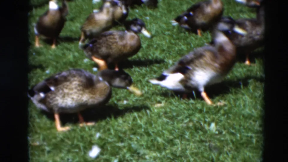 A flock of ducks moves across grass in the Paducah, Kentucky home-movie clip, with 8mm softness and visible frame edges.