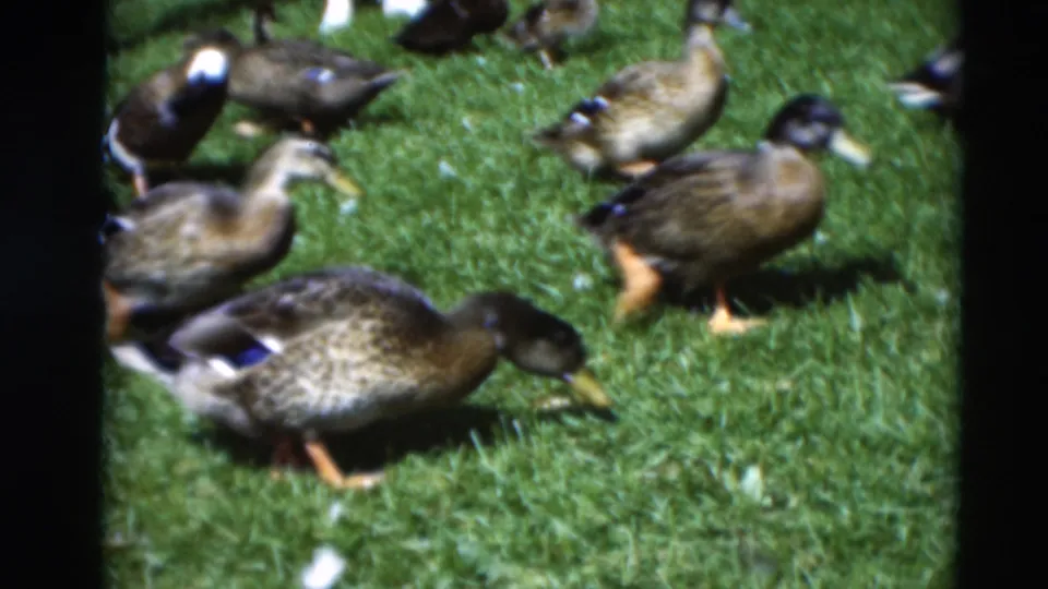 Close home-movie view of ducks feeding on grass in the 1951 Paducah clip, framed by black film borders and soft color.