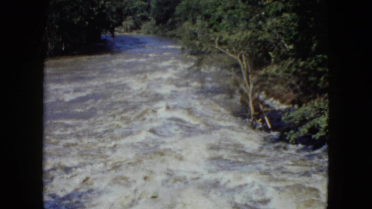 Turbulent river current flowing beside trees, with pale foam across the water.