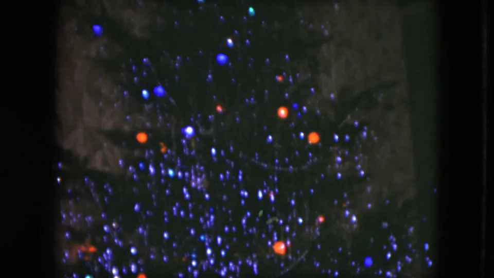 1951 Cleveland holiday frame showing lower tree branches with dense tinsel and soft red and blue Christmas lights.