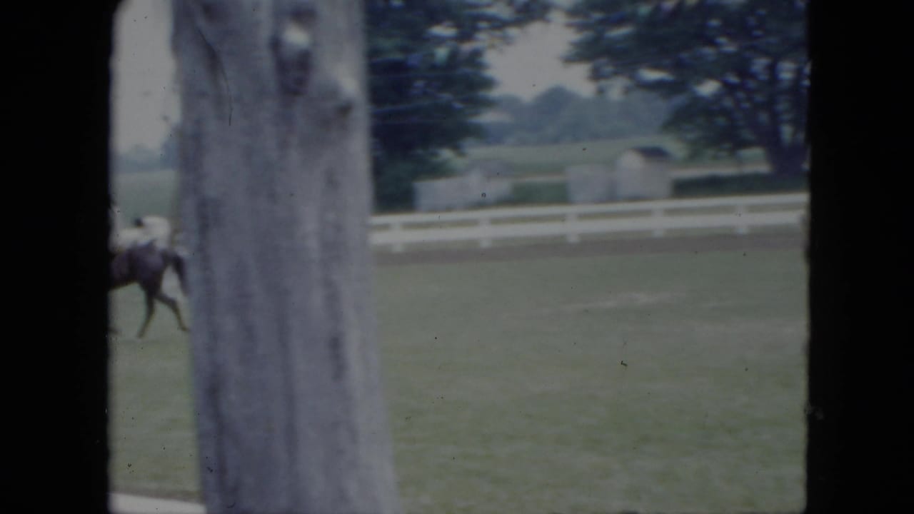 A dark horse and rider are partially obscured by a large tree during the 1951 Cleveland outdoor equestrian scene.