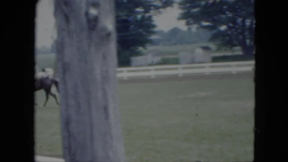 A dark horse and rider are partially obscured by a large tree during the 1951 Cleveland outdoor equestrian scene.