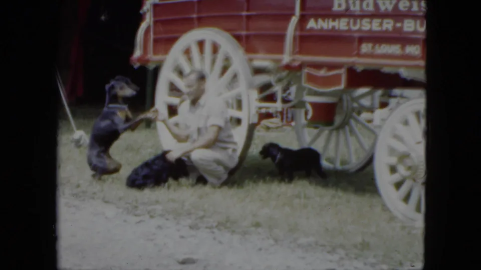 1951 Cleveland home-movie frame showing an adult seated by a red Anheuser-Busch wagon while dogs gather on the grass.