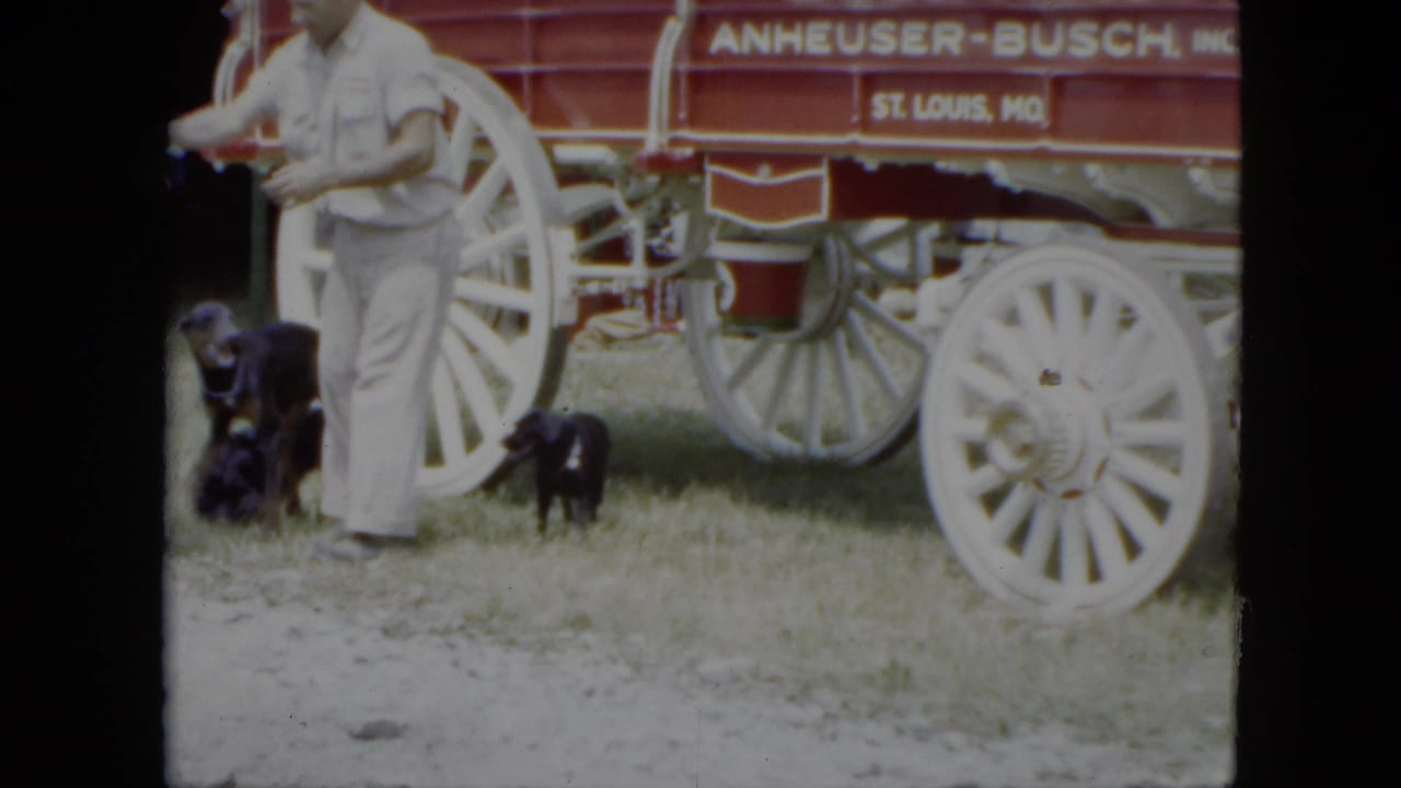 1951 Cleveland circus preparation view with handlers and dogs beside a red Anheuser-Busch wagon on grass.