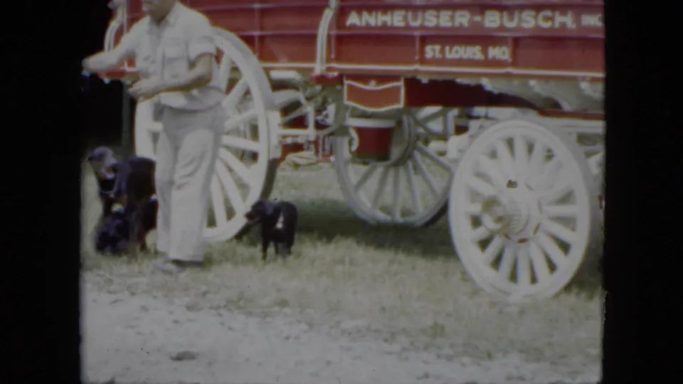 1951 Cleveland circus preparation view with handlers and dogs beside a red Anheuser-Busch wagon on grass.