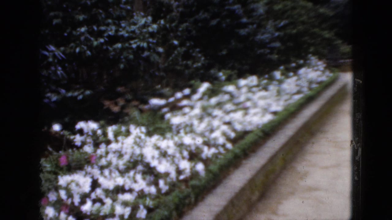 1952 Florida 8mm frame showing white flower borders along a narrow garden path with dense greenery.