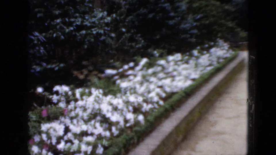 1952 Florida 8mm frame showing white flower borders along a narrow garden path with dense greenery.
