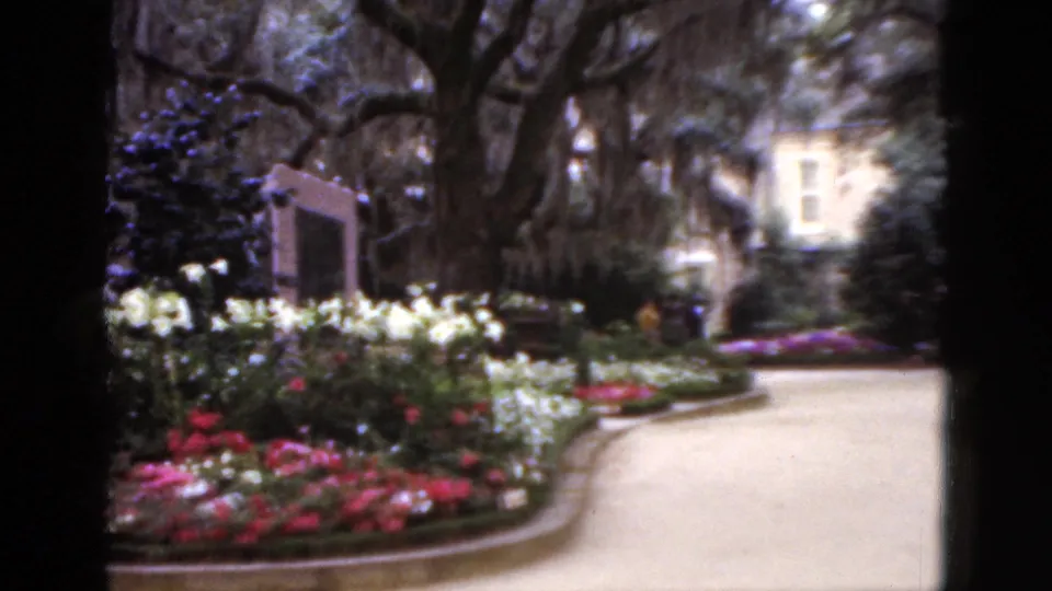 1952 Florida garden scene with a pale curved walkway, planted flower beds, mossy trees, shrubs, and a building beyond the grounds.
