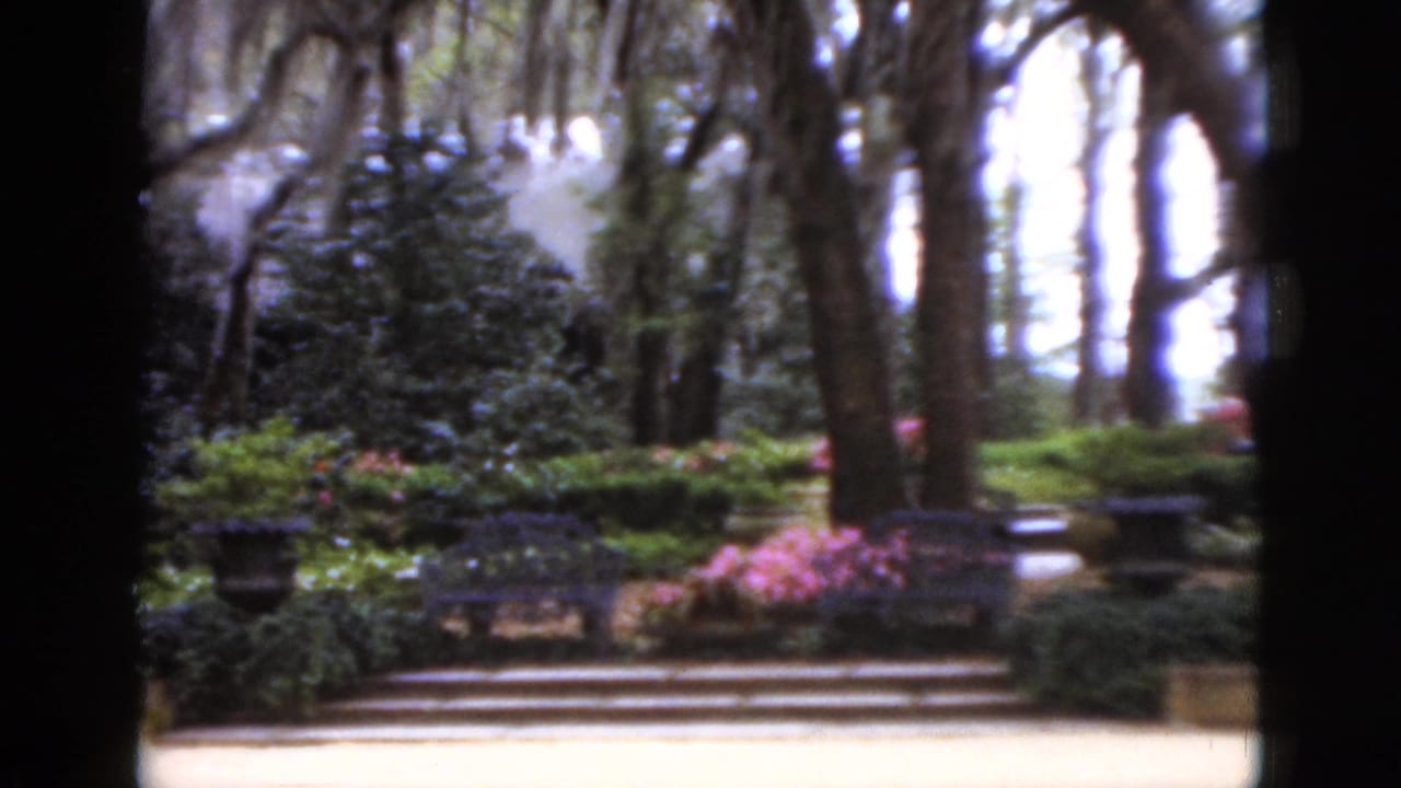 1952 Florida garden view with moss-hung trees, formal steps, benches, dense greenery, and pink azaleas in soft 8mm focus.