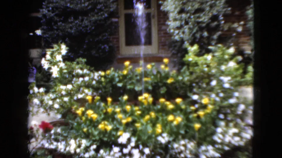 1952 Florida garden view with yellow blooms, white flowers, fountain spray, shrubs, and part of a brick house exterior.
